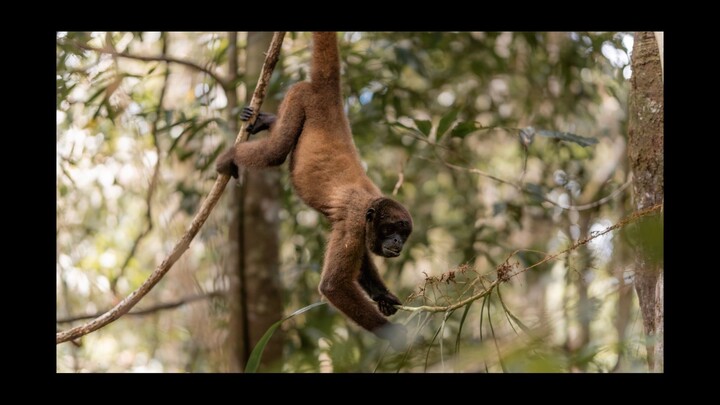 SIMPHONY - V - AMAZÔNIA FOREST - OMAR J DI DIO JR