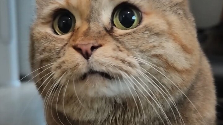 Guangdang ramps up the begging game!