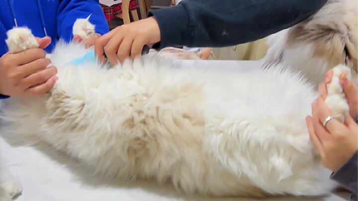 What’s the point of cat cafes?