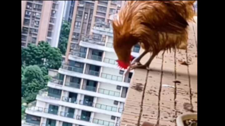 Unveiling the Truth: Would a Chicken Die if It Fell from the 30th Floor?