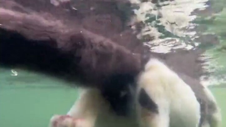 اتضح أن القطط تعرف تعبير "الكلب يحفر" أيضًا!