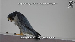 PEREGRINE FALCON observed regurgitaing pellet