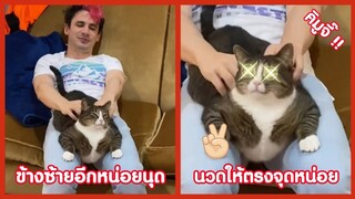 รวมคลิปตลกๆ : เเละนี่ก็คือวิถีทาสเเมว!!