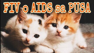 FIV in Cats Sakit na walang lunas sa pusa (Tagalog) #fivcats #FelineImmunodeficiencyVirus