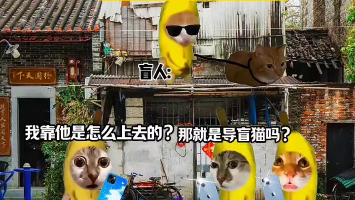 Tại sao không ai huấn luyện mèo dẫn đường?