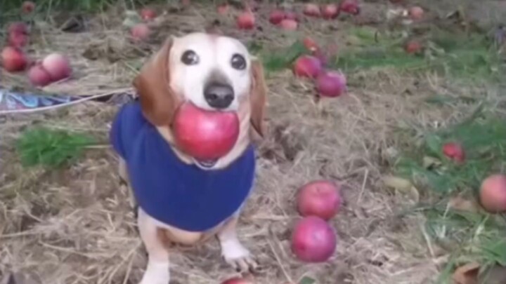 Satuan Pengukuran untuk Pembuatan Video AI — Anjing Apel