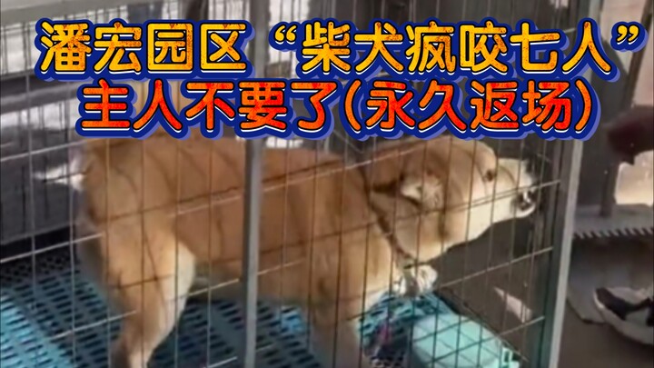 Chó Shiba ở khu Panhong cắn điên cuồng bảy người! Chủ nhân của “Niu Niu số 2” đã bỏ rơi nó rồi (trở 