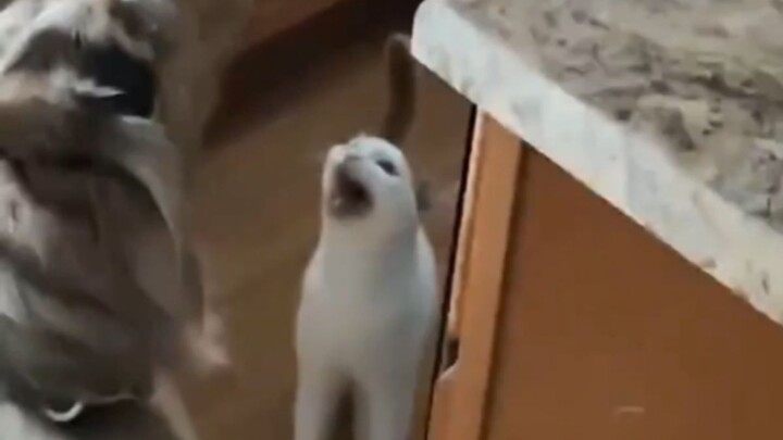 Kucing: Kau akan membuatku kelaparan sampai mati ahhhhhhhh~