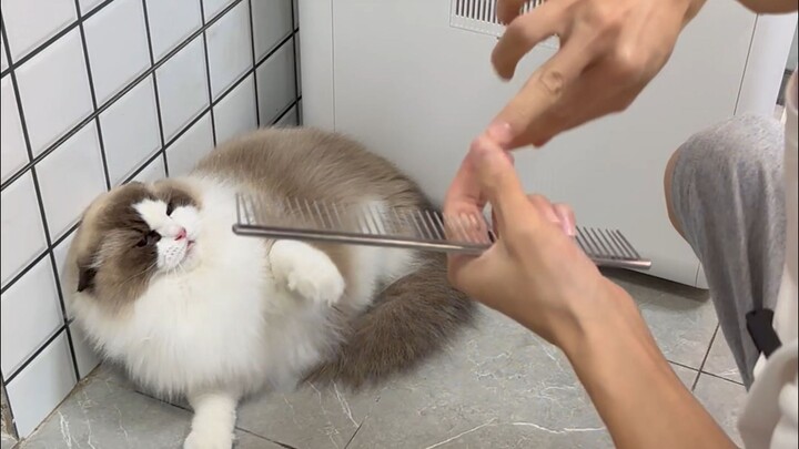 Mèo Ragdoll khó tính, cáu kỉnh