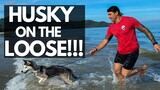 Almost Lost My Husky At The Beach