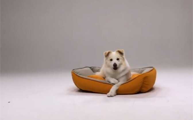 Own brand, own endorsement: Chen Bella’s doghouse!