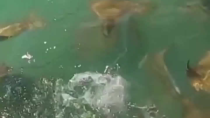 You want to shoot the shark which score is higher