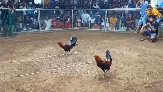 5th fight