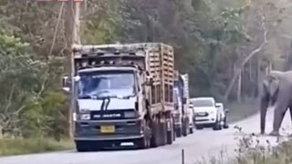 ด่านเก็บค่าผ่านทางช้าง☺️☺️☺️