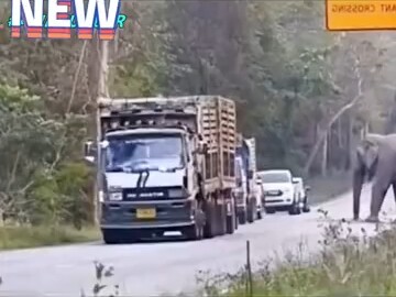 Trạm thu phí voi☺️☺️☺️