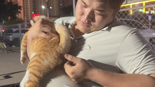 Kucing menyerupai catnip, paham kan?