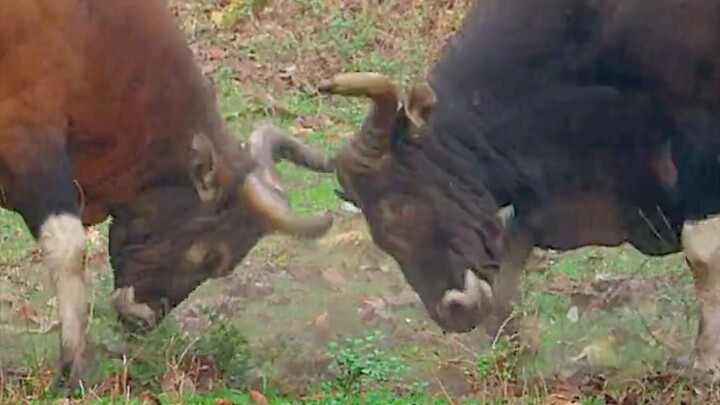 Bulls Fighting For Female Cow, Who Will The New Ruler