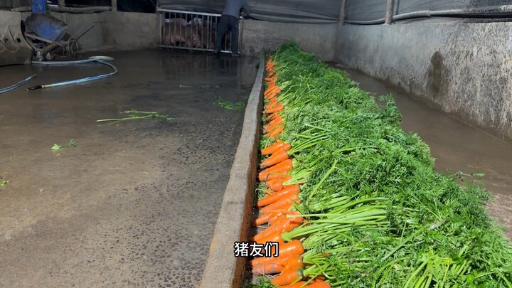 Eating carrots raw