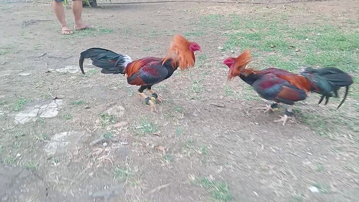 Sweater yellow leg vs white leg SLOMO