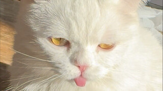 I can't stop taking pictures of my pets