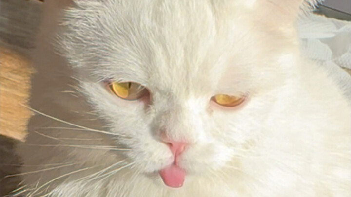 I can't stop taking pictures of my pets