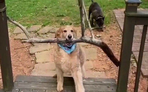 Niềm vui của các cún!