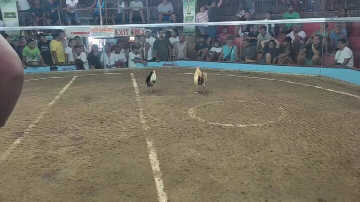 white gold vs bulisayin draw