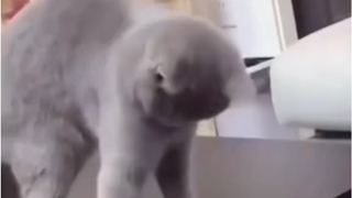 crazy cat
