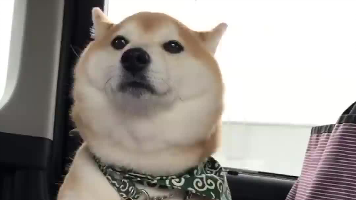 شيبا إينو: أتمنى أن أستطيع أن أمنحك القليل من السعادة.