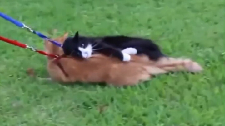 This cat… had me laughing for 3 minutes and 26 seconds!