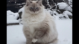 Ragdoll Toby และประสบการณ์หิมะครั้งแรกของเขา (Timo the Ragdoll Cat)