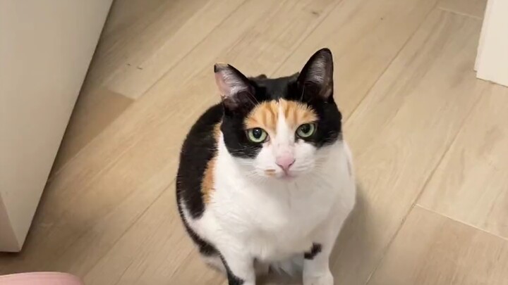 Kucing yang kutemukan punya penampilan yang sangat unik