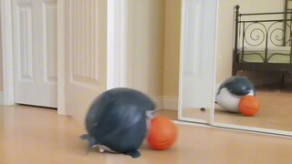 [Sakura Xiaowu] The Up master is exploring, welcome to watch and ask for three likes!