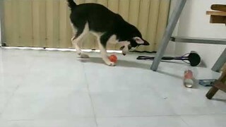 Husky cầu thủ đá bóng siêu ngáo || husky is a super cool soccer player #ngáohusky #dabong #thucung