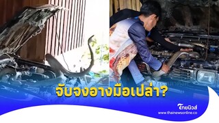 นาทีระทึก ‘งูจงอาง’ พุ่งฉกเจ้าหน้าที่ เจอคนนี้เค้าไปถึงกับสยบ!|Thainews - ไทยนิวส์|Social-16-JJ