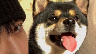 Anak anjing tidak akan menulari kambing, jangan khawatir dan dekat-dekatlah dengan anak anjing