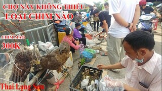 Đây Là Phiên Chợ Rộng Không Thiếu Loại Nào Nhiều Chim Đẹp Nhất Vịnh Bắc I Thai Lạng Sơn