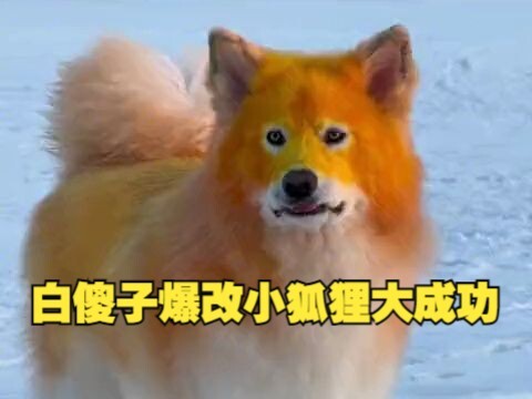 Persistence is victory in this world! The same goes for dyeing dogs with vegetables!