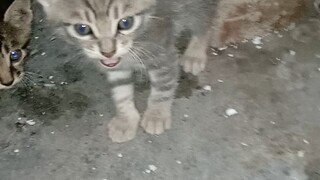 Induk kucing berlari ketakutan ketika dia menghembuskan nafas ke arah anak kucing itu