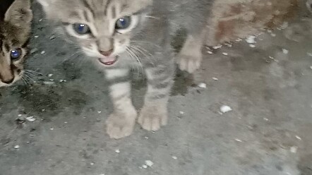 Induk kucing berlari ketakutan ketika dia menghembuskan nafas ke arah anak kucing itu