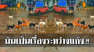 มันเป็นเรื่องระหว่างแก๊ง!!