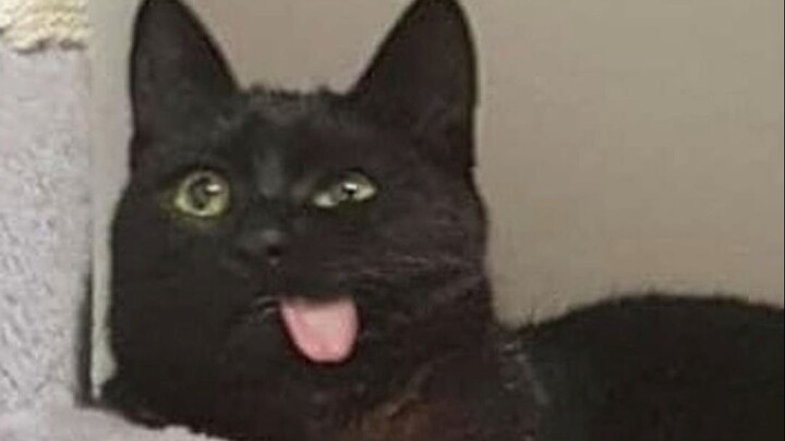 🐱 “ 𝘽 𝙚 𝙚 ! ” 🐱