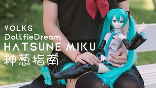 【种葱指南】VOLKS DollfieDream 初音未来