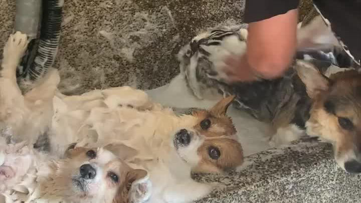 After watching for a long time, I’m sure: it’s really not a dog-killing factory.