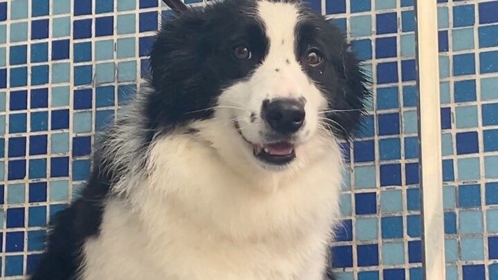 A little Border Collie enjoying a bath—so cute when it smiles! A must-watch for all the “tough guys”