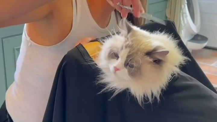 Mèo bông lớn xã giao Piggy