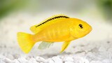 ikan hias berwarna cerah - Ikan lemon electric yellow cichlid