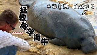 لإنقاذ ثور البحر الغبي الذي جنح على الشاطئ، قام رجال الإنقاذ باستخدام حفارة.