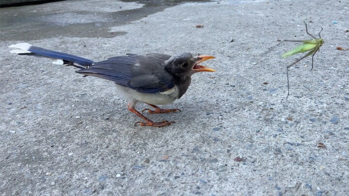 Inikah burung pemangsa sejati? Bahkan makanan gemuk yang sudah di depan mulut pun terbang kabur