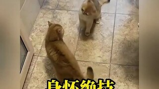 Kucing dengan keterampilan khusus